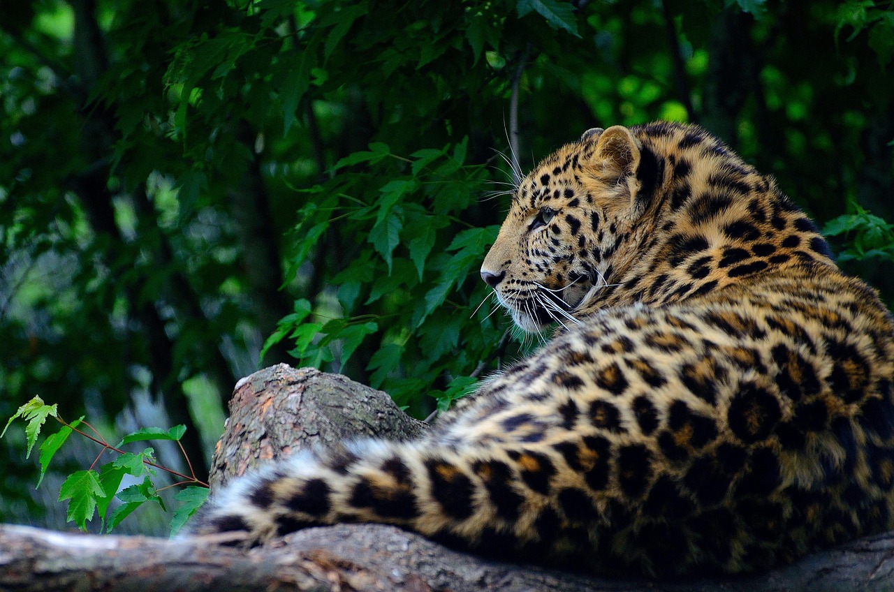 leopard-6153930_1280